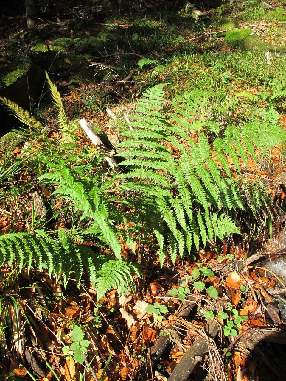 Dryopteris remota habit