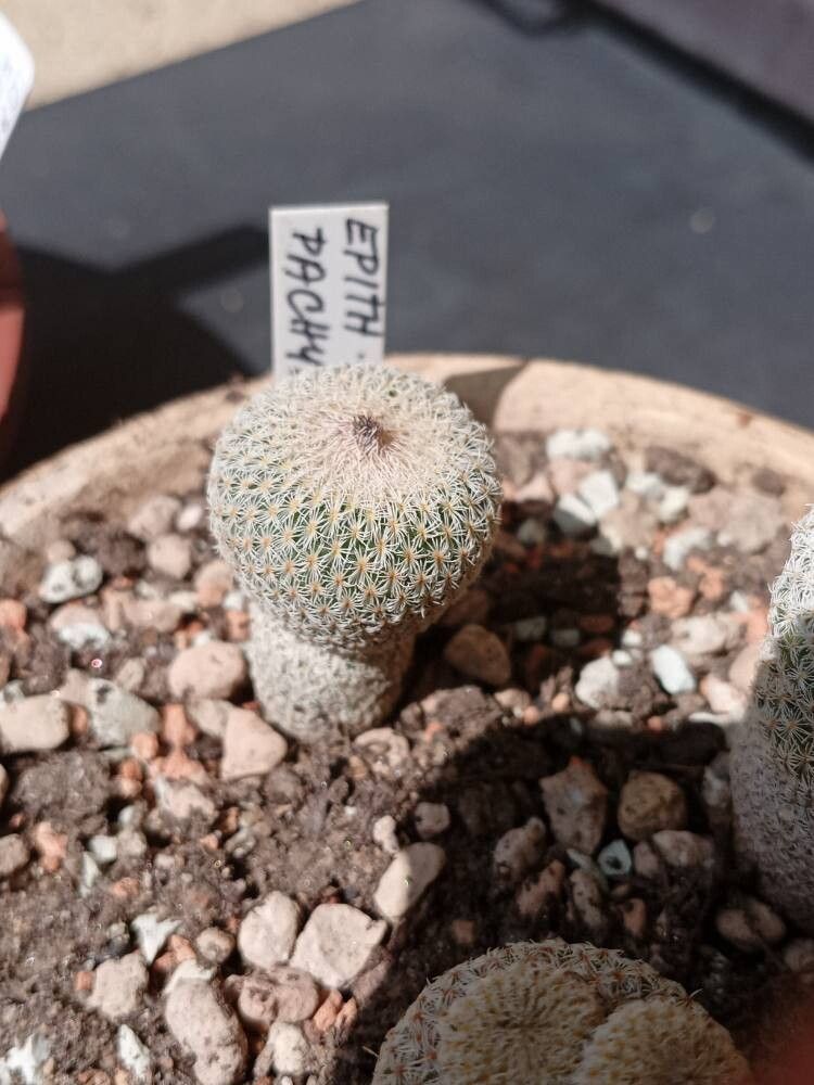 Epithelantha pachyrhiza habit