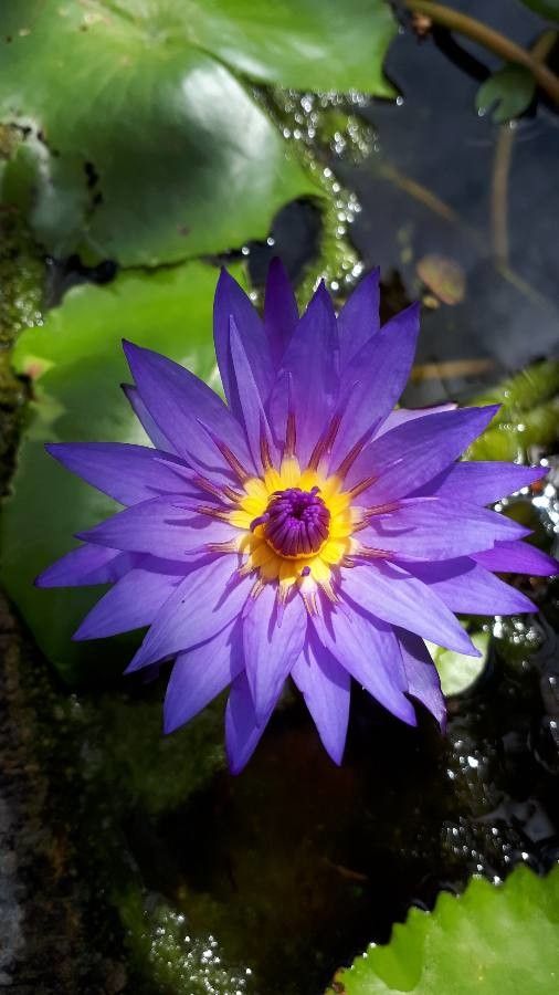 Nymphaea nouchali flower