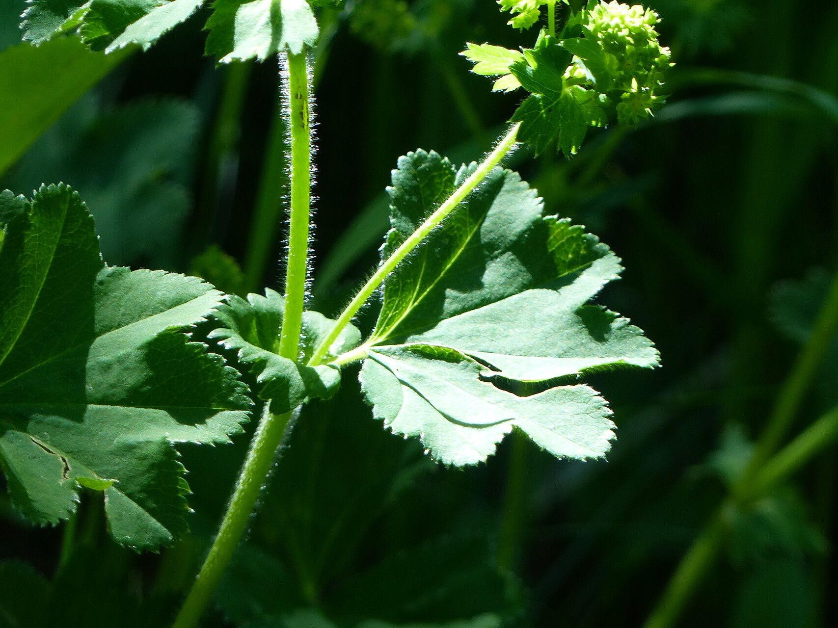 Alchemilla subcrenata — search result for 'Alchemilla'