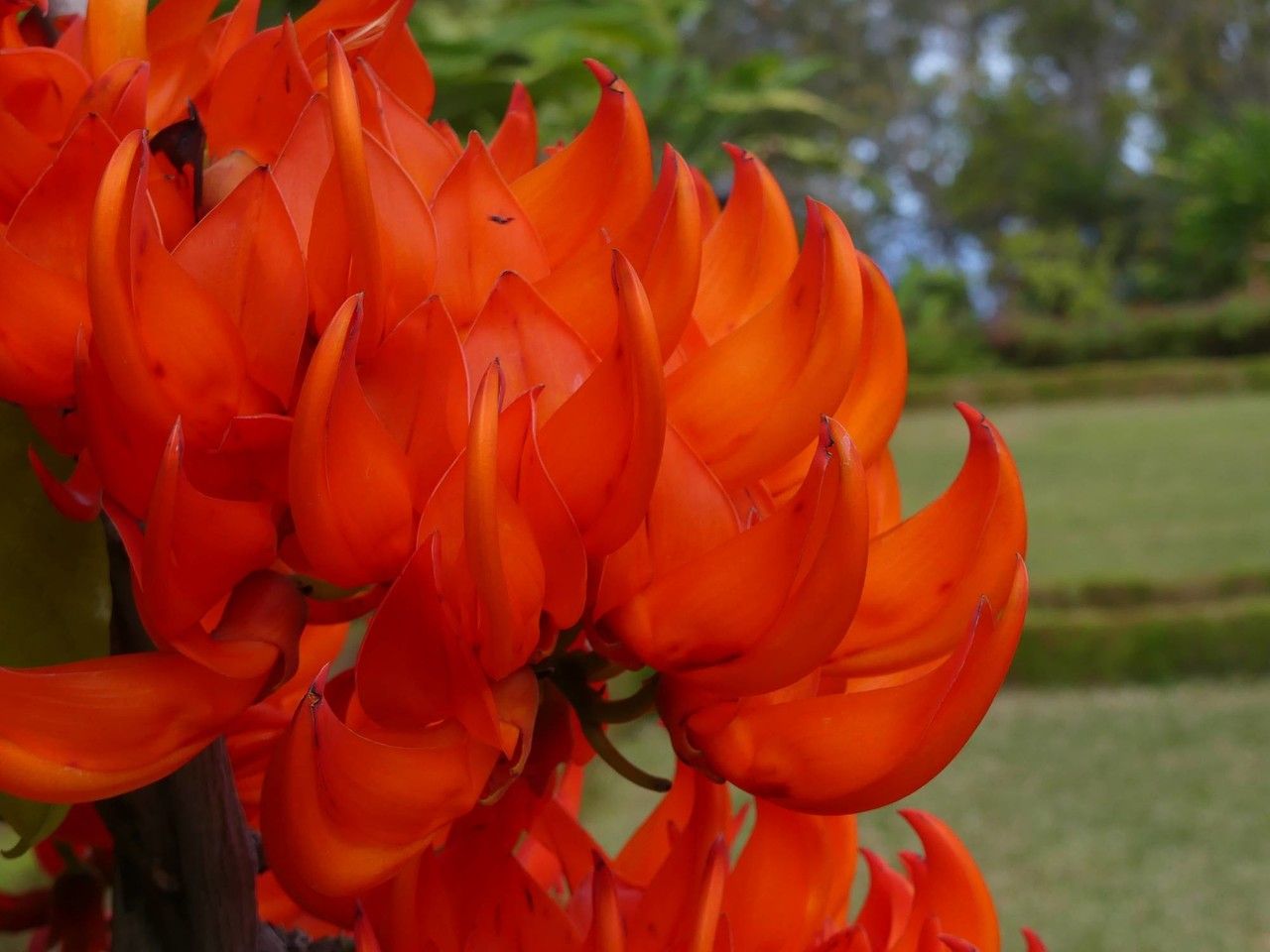 Mucuna warburgii flower