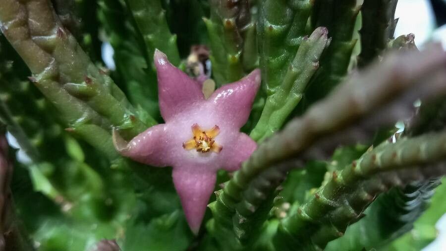 Stapelia divaricata flower