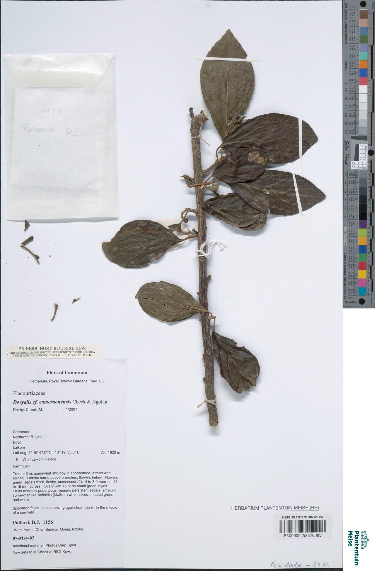 Dovyalis cameroonensis — related species from the same genus