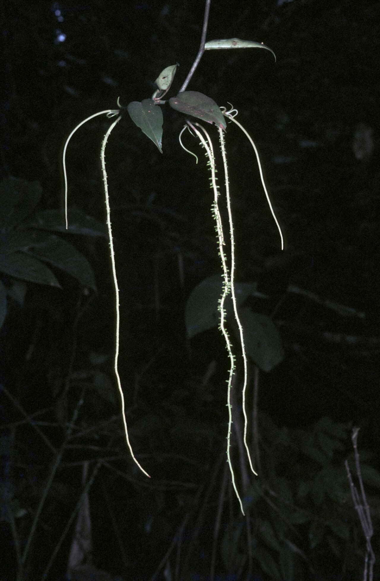 Peperomia macrostachyos habit