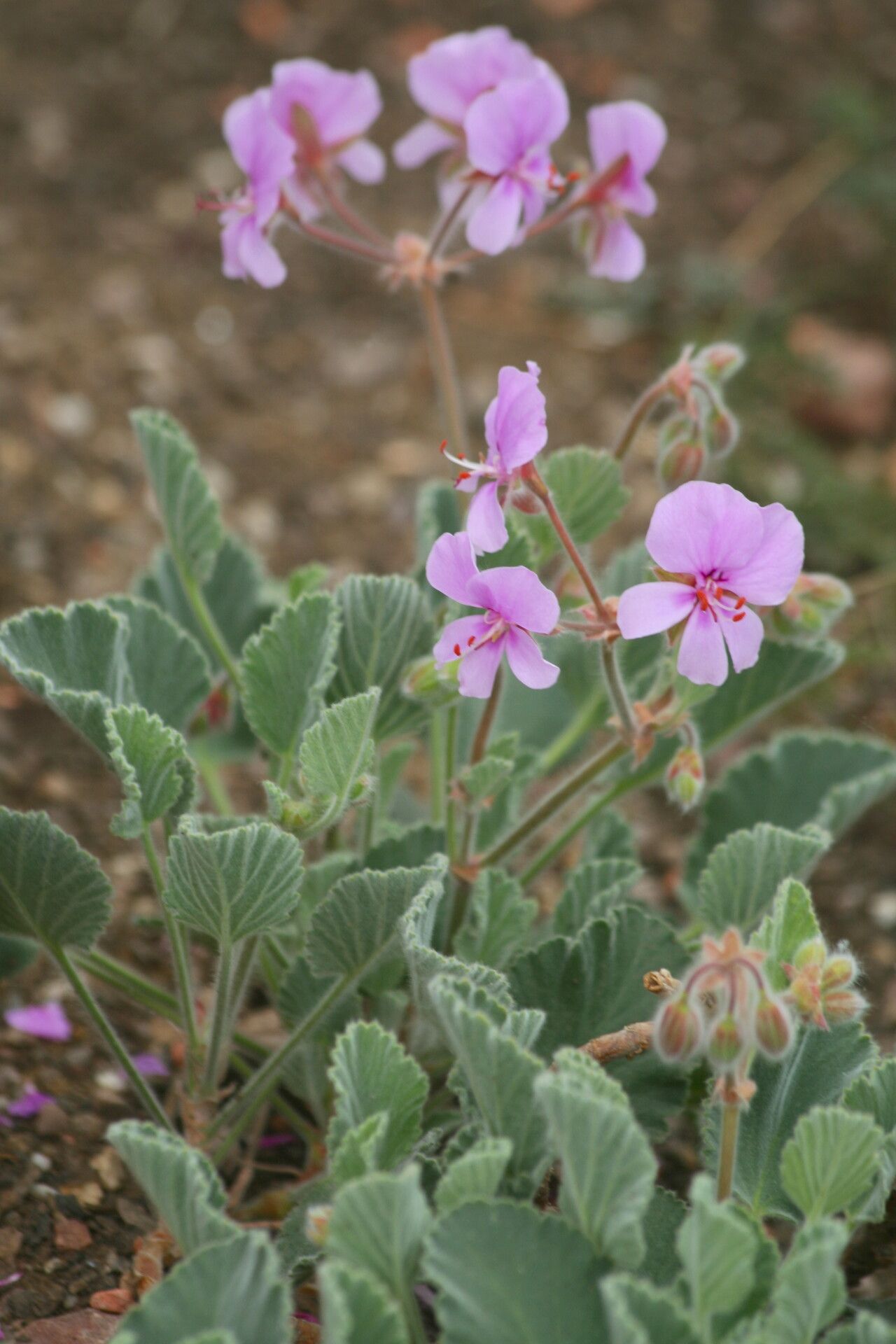 Pelargonium ovale — houseplant care guide