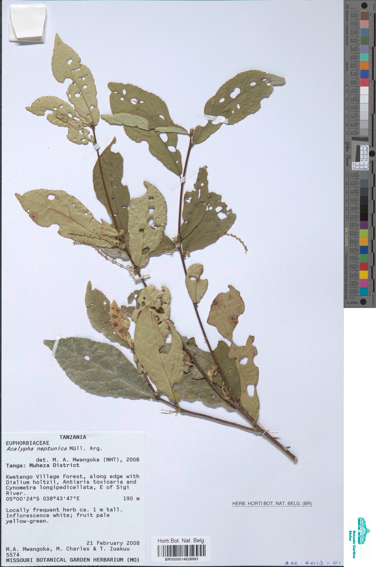 Acalypha neptunica — houseplant care guide