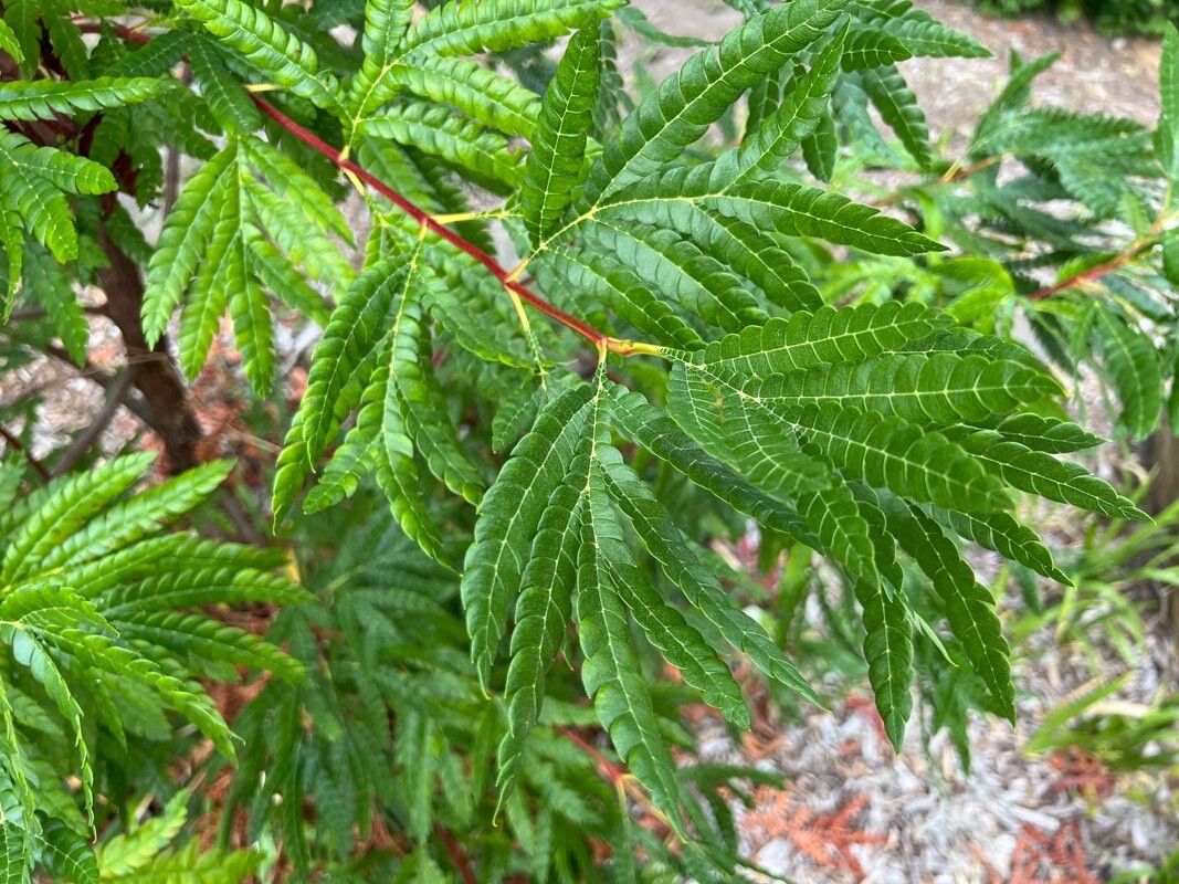 Lyonothamnus floribundus — houseplant care guide