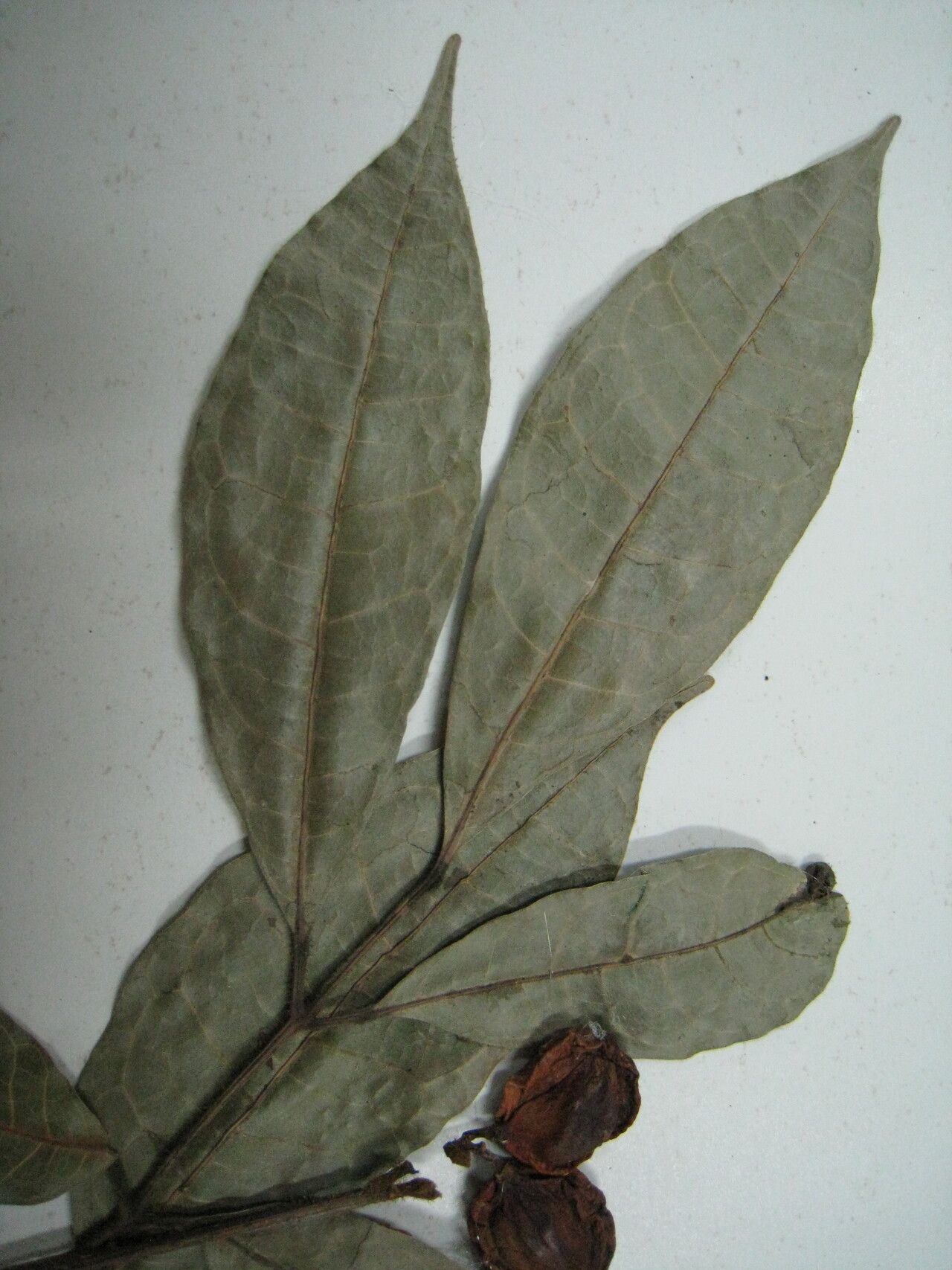 Protium trifoliolatum other
