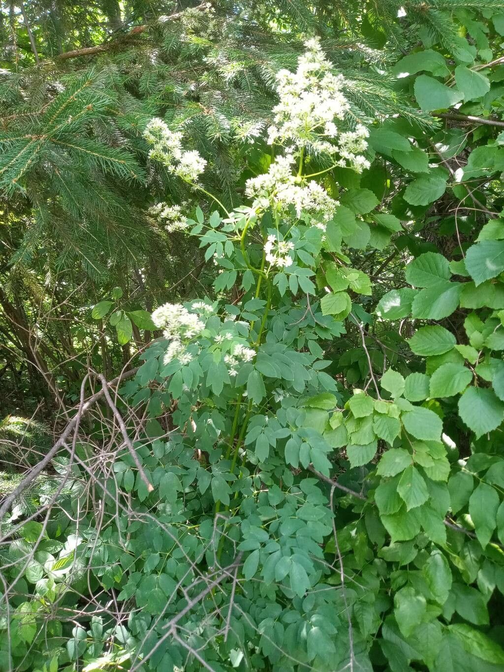 Thalictrum dasycarpum habit