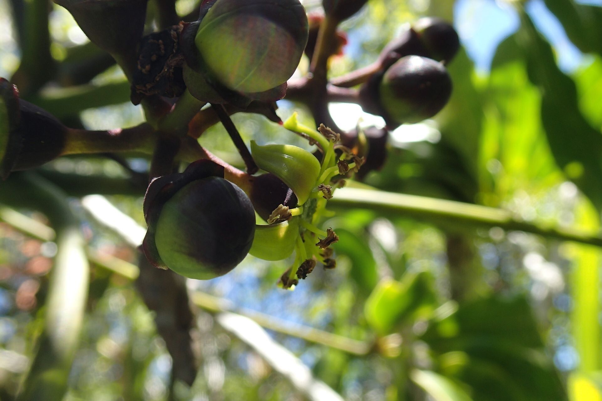 Plerandra plerandroides fruit