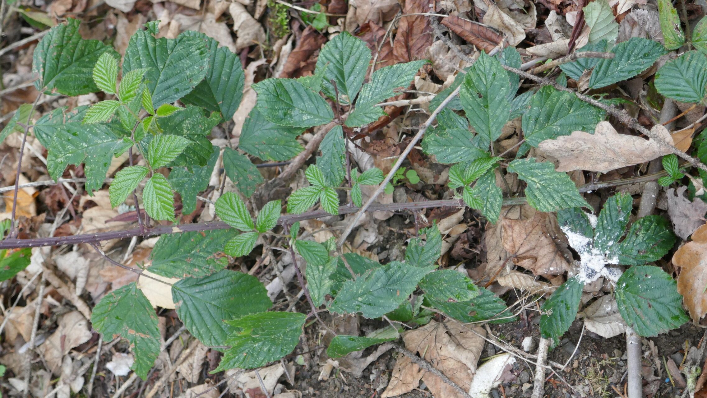 Rubus echinatus leaf