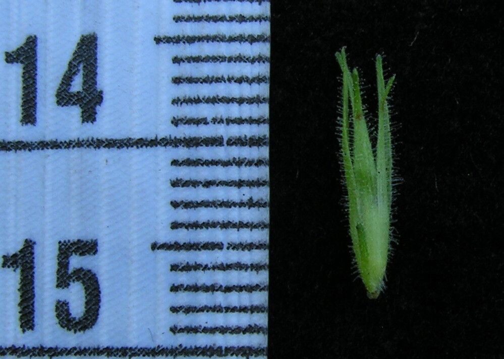 Strobilanthes violifolia other