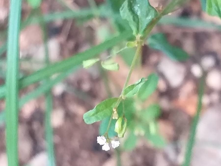 Boerhavia erecta fruit