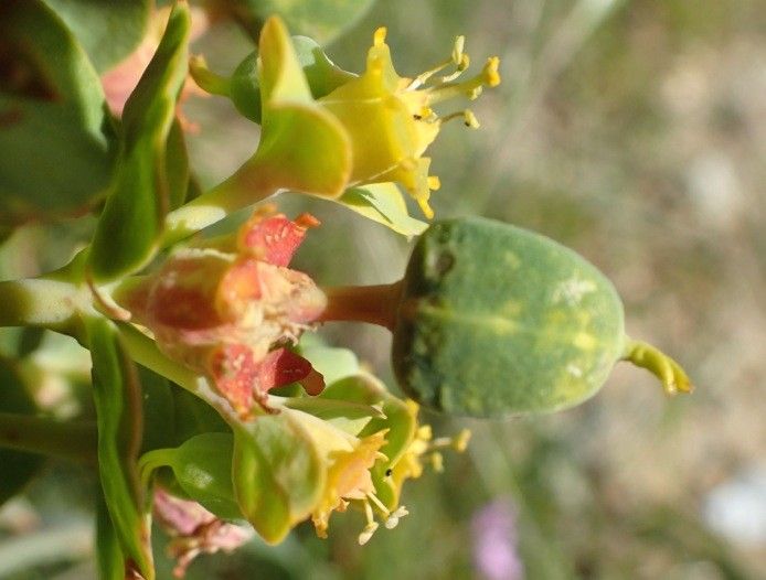 Euphorbia cassia flower