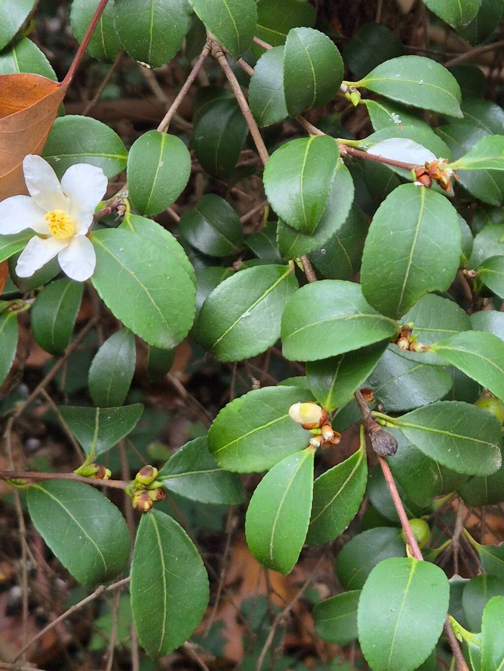 Camellia brevistyla leaf