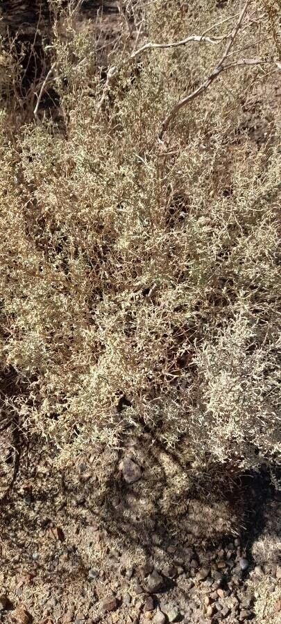 Atriplex crenatifolia habit