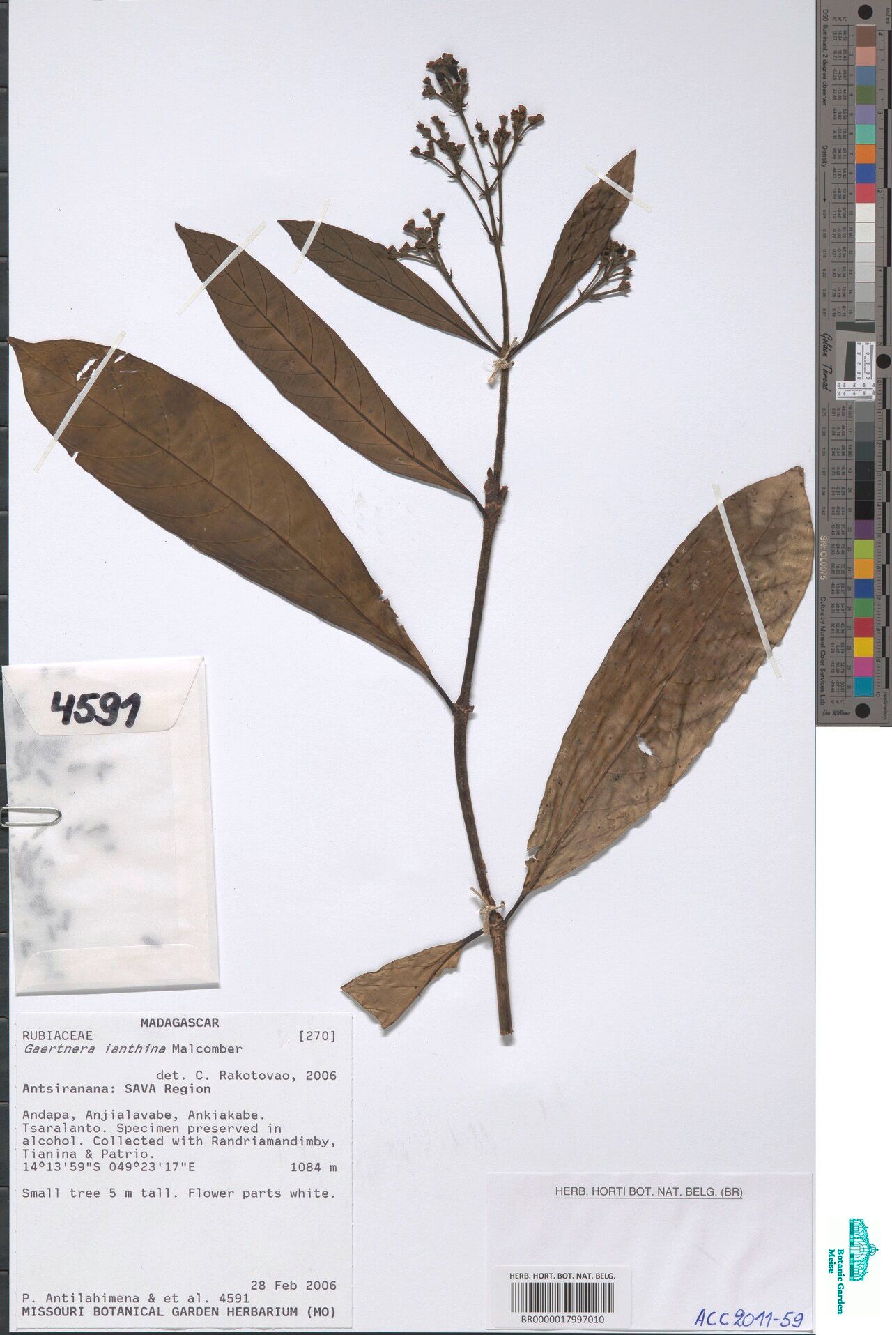 Gaertnera rakotovaoana — houseplant care guide