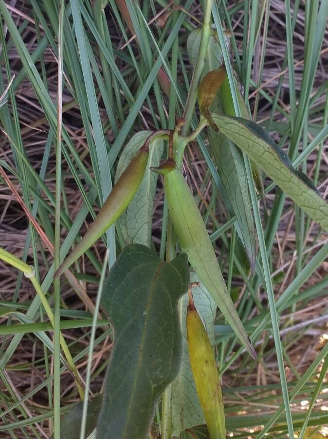 Vincetoxicum nigrum fruit