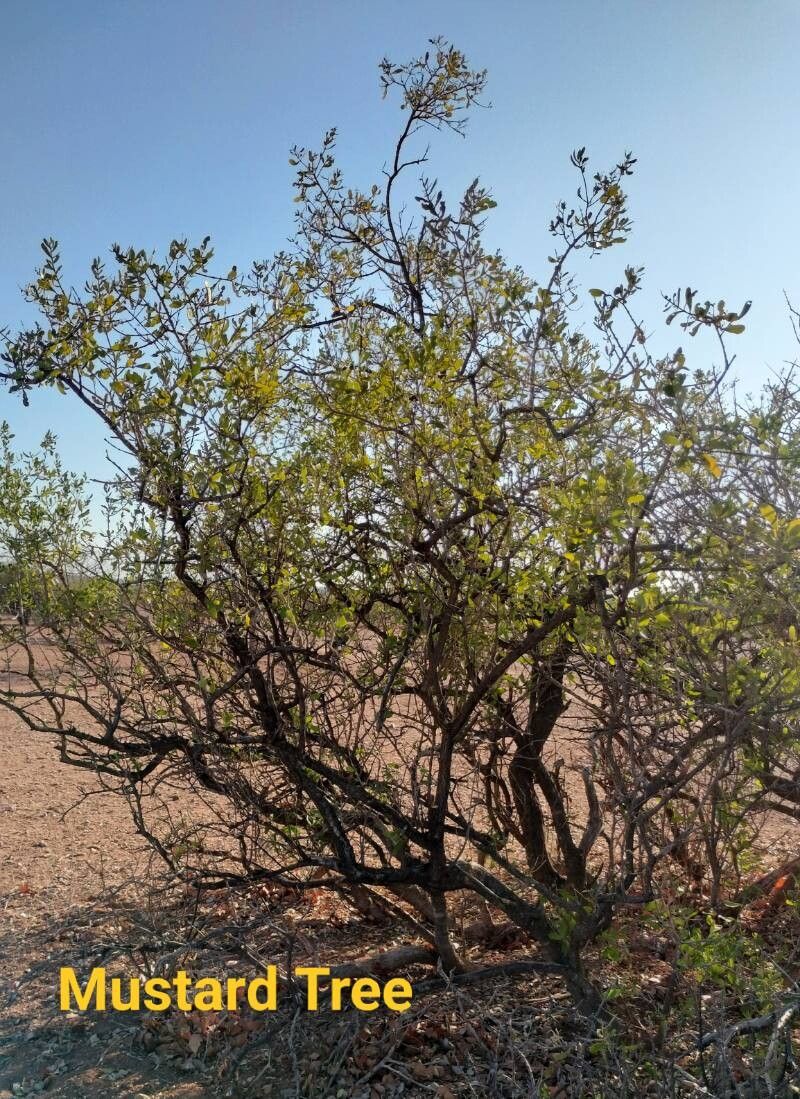 Salvadora australis habit