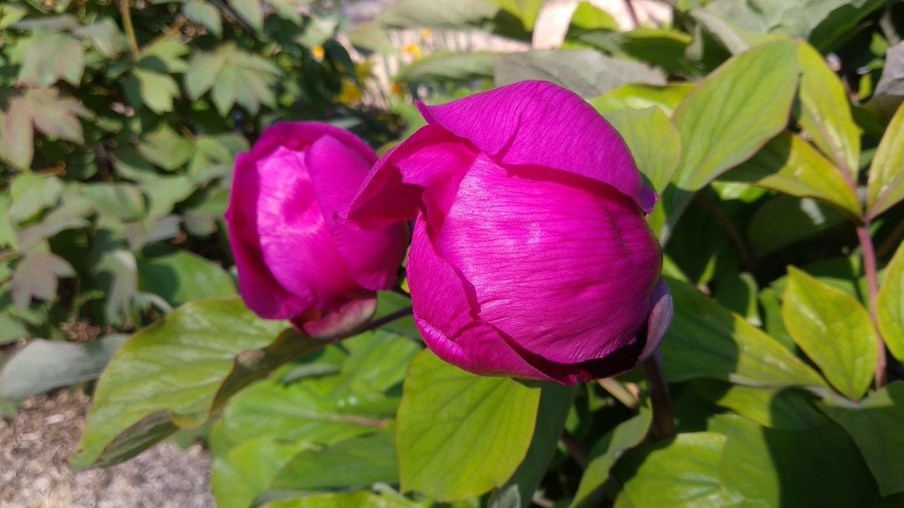 Paeonia daurica flower