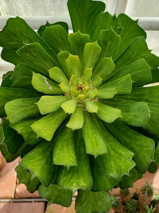 Euphorbia venenifica — houseplant care guide