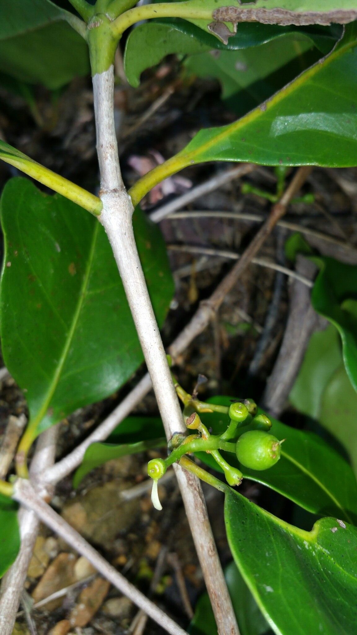 Coffea sahafaryensis fruit