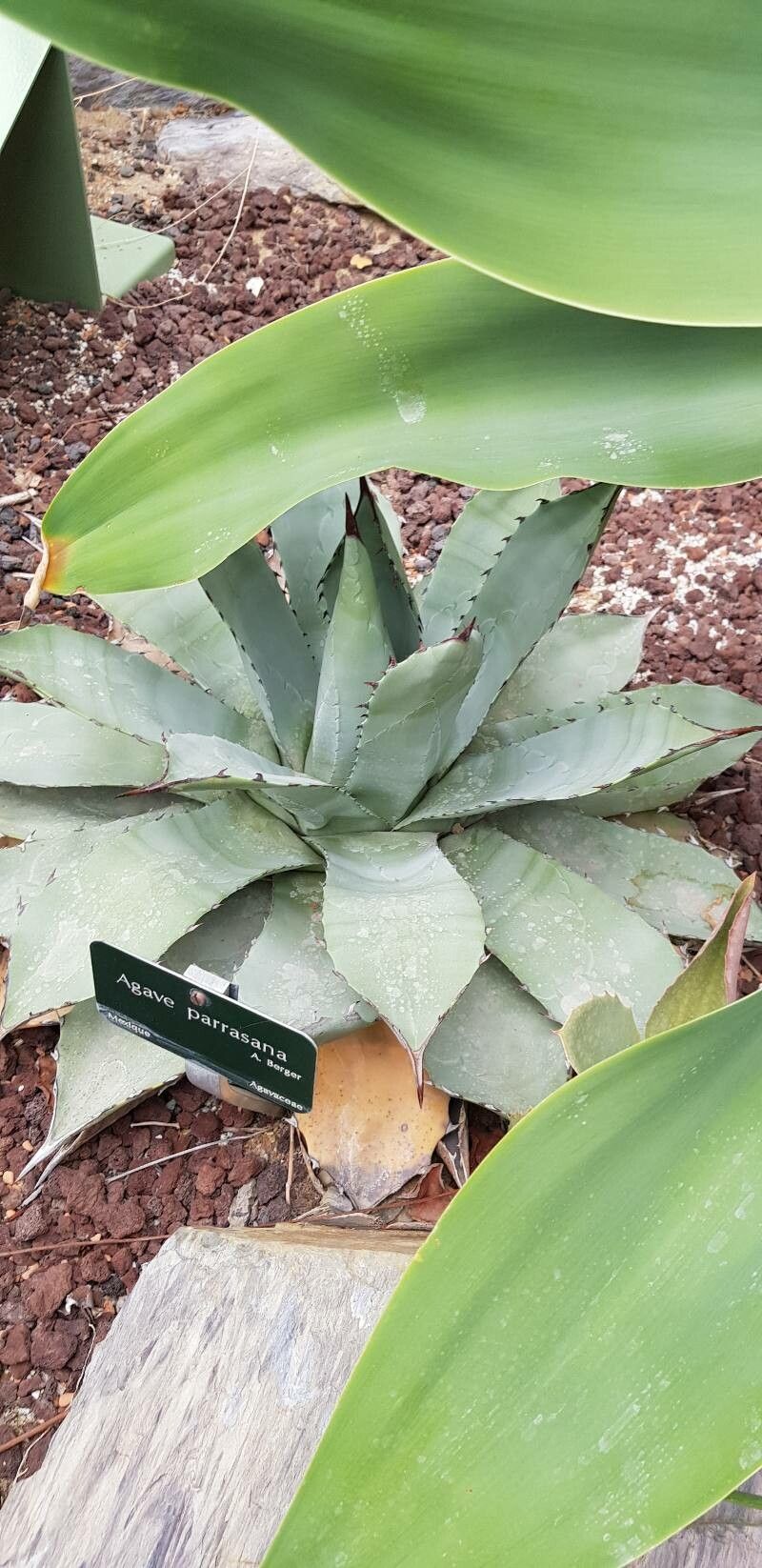 Agave parrasana habit