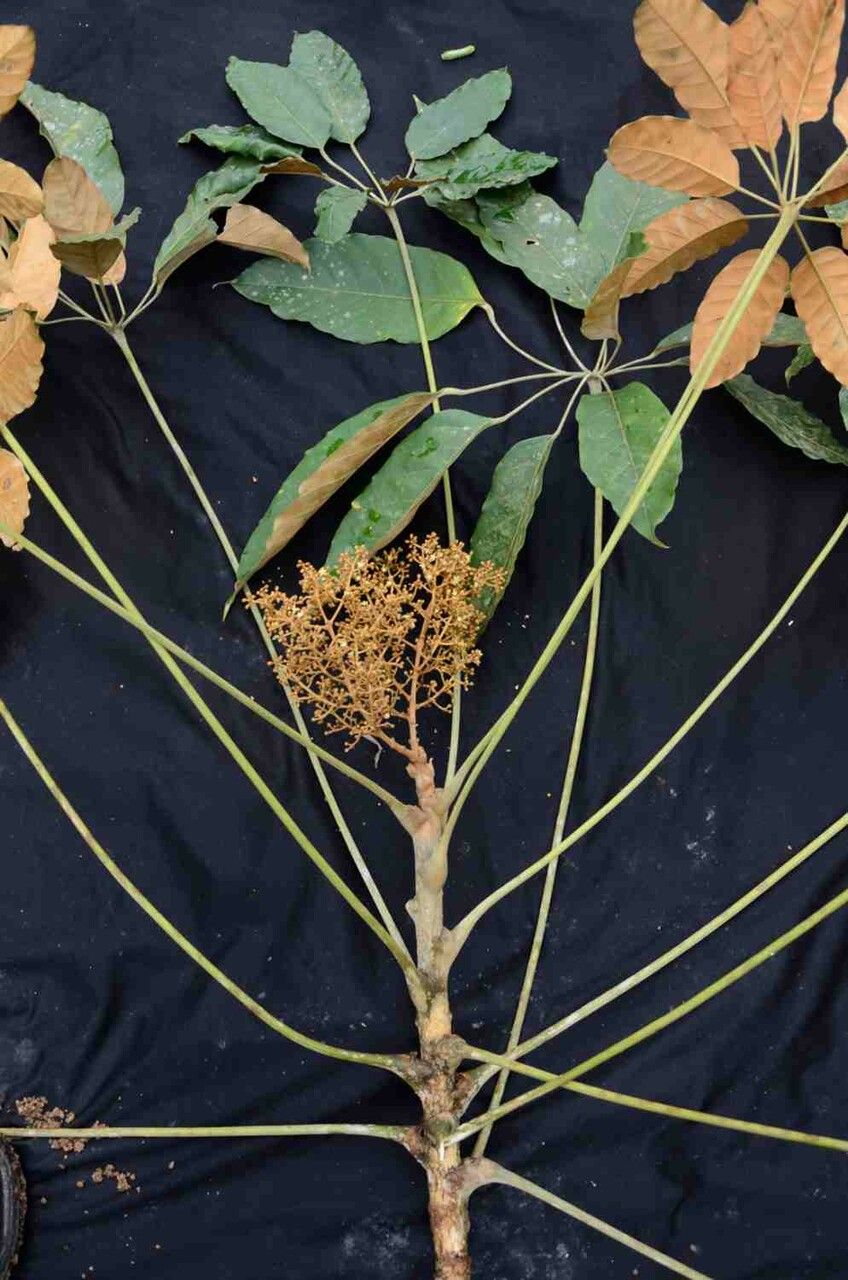 Schefflera morototoni — search result for 'Panax'