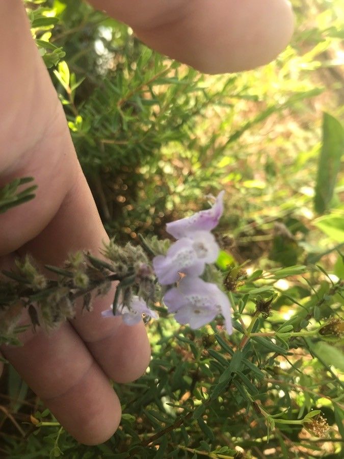 Conradina canescens flower