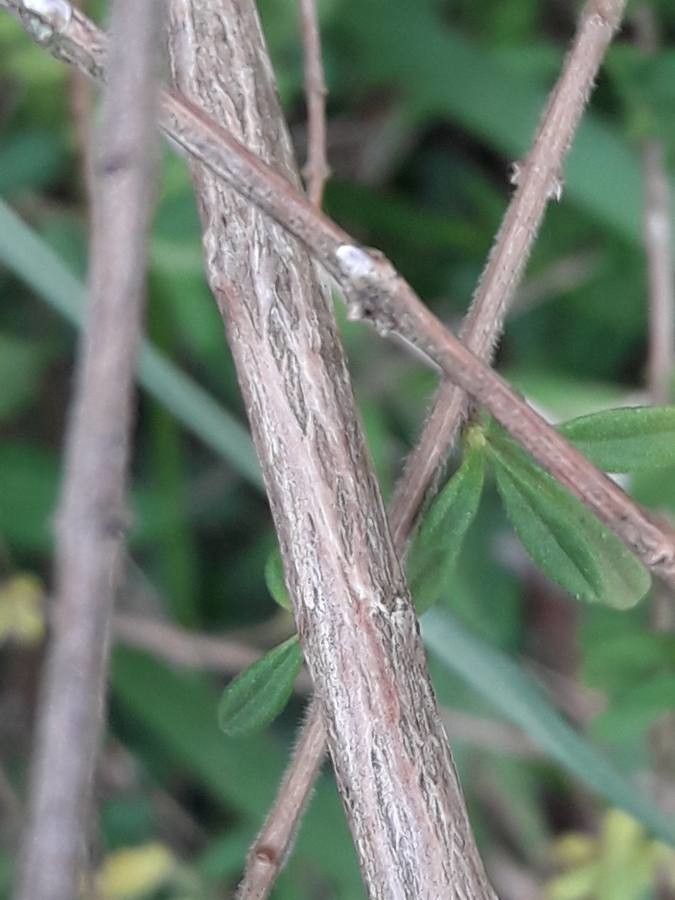 Lippia micromera bark