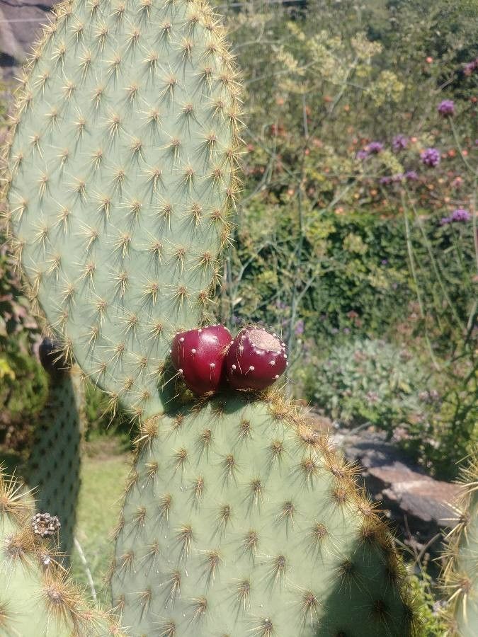 Opuntia robusta fruit