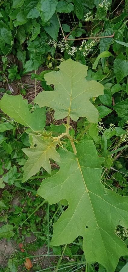 Solanum trilobatum — houseplant care guide