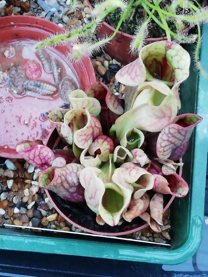 Sarracenia purpurea leaf