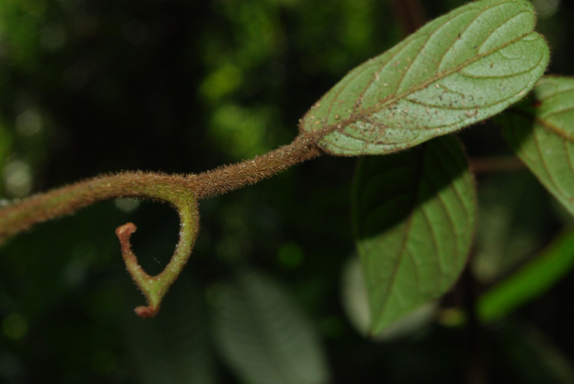 Artabotrys thomsonii other