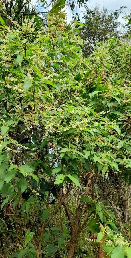 Aloysia virgata habit