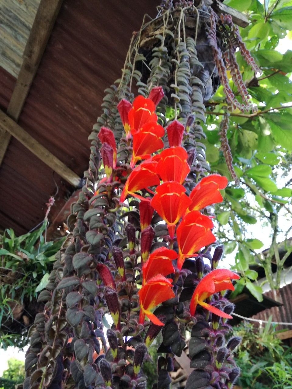 Columnea gloriosa flower