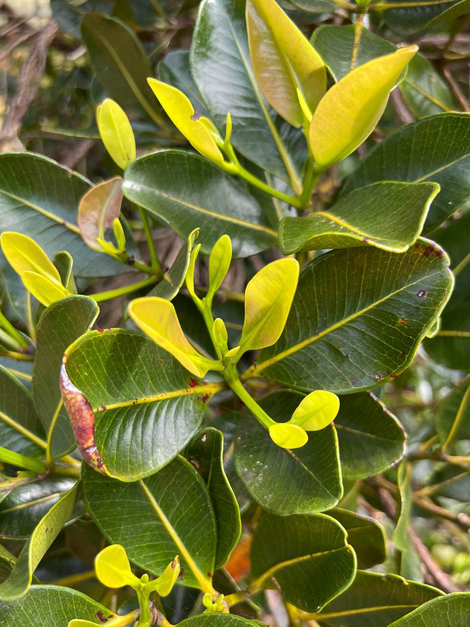 Syzygium macranthum — houseplant care guide