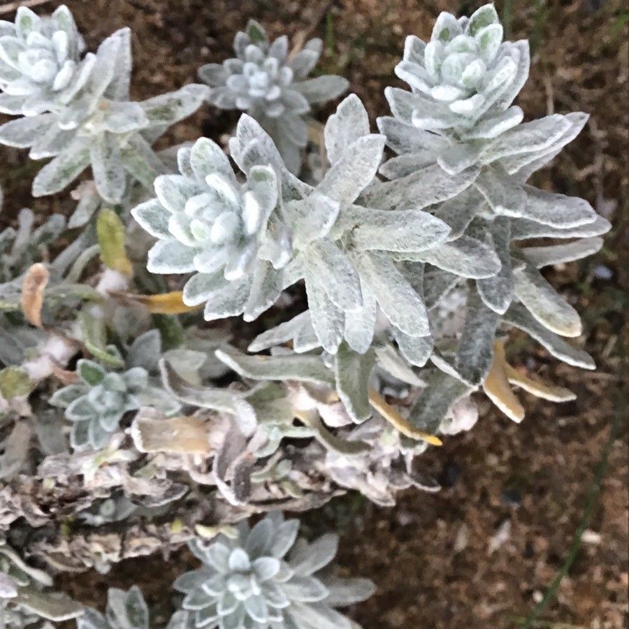 Otanthus maritimus — houseplant care guide