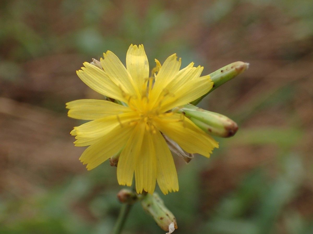 Launaea taraxacifolia flower