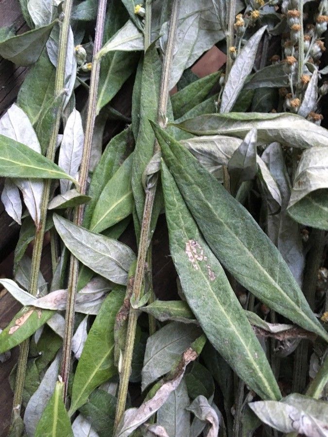 Artemisia douglasiana leaf