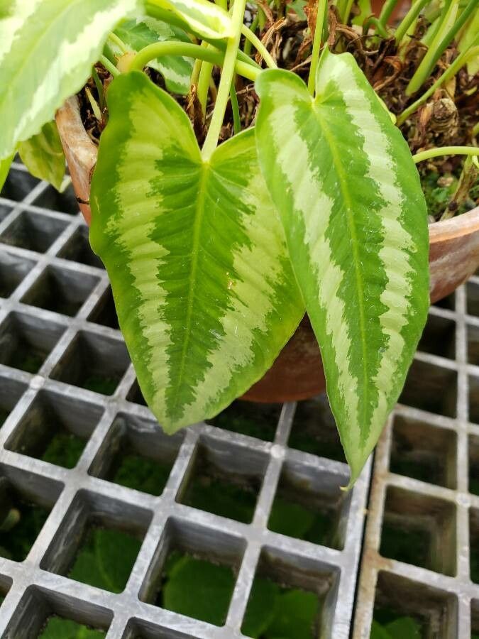 Schismatoglottis wallichii — search result for 'Homalomena'