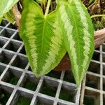 Schismatoglottis wallichii