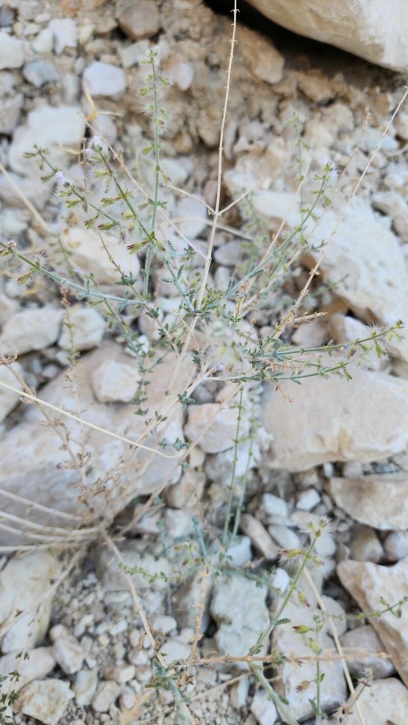 Salvia santolinifolia other