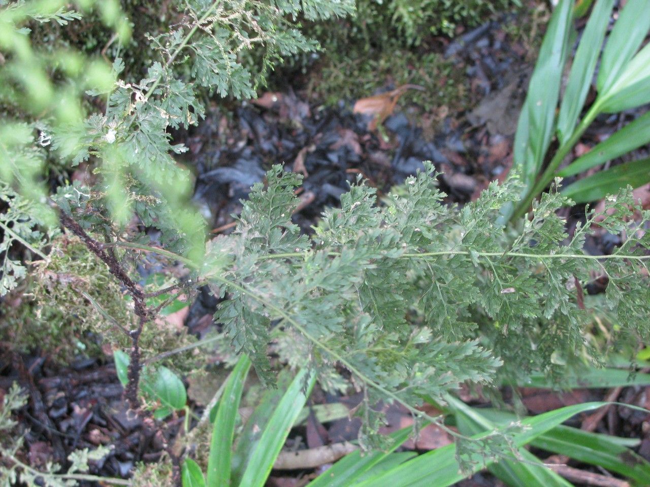 Trichomanes radicans habit