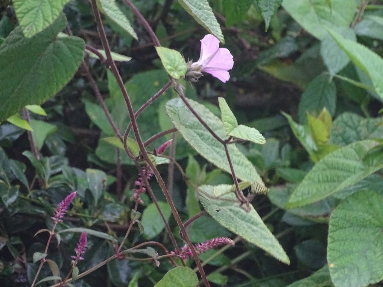 Ipomoea wightii flower