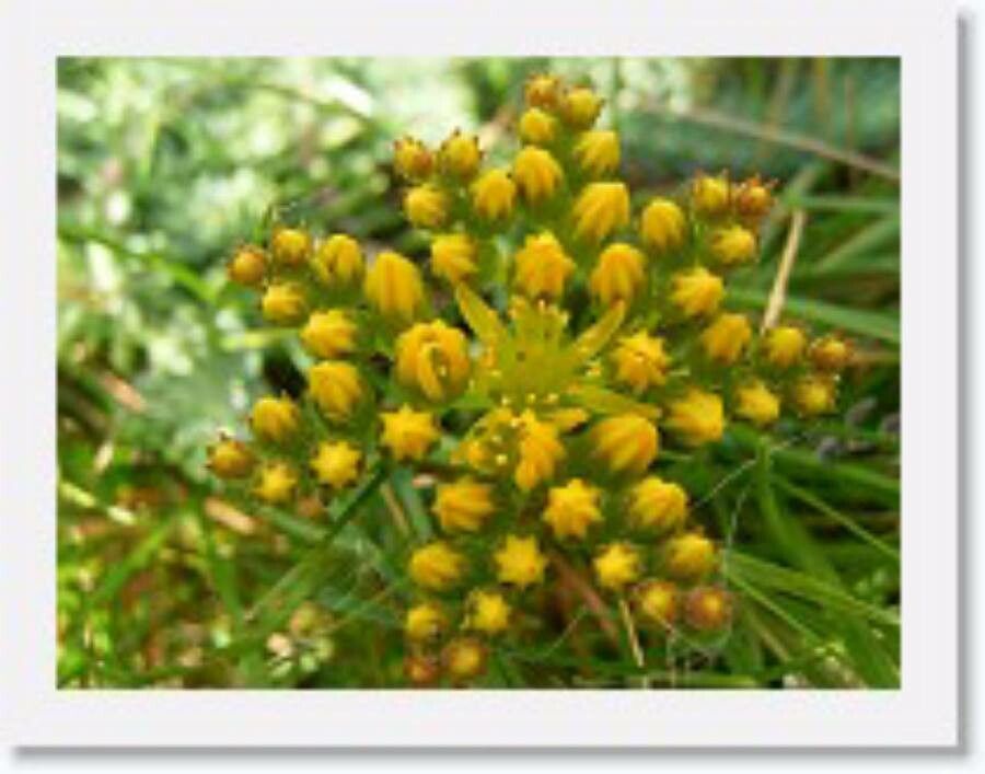 Sedum montanum flower