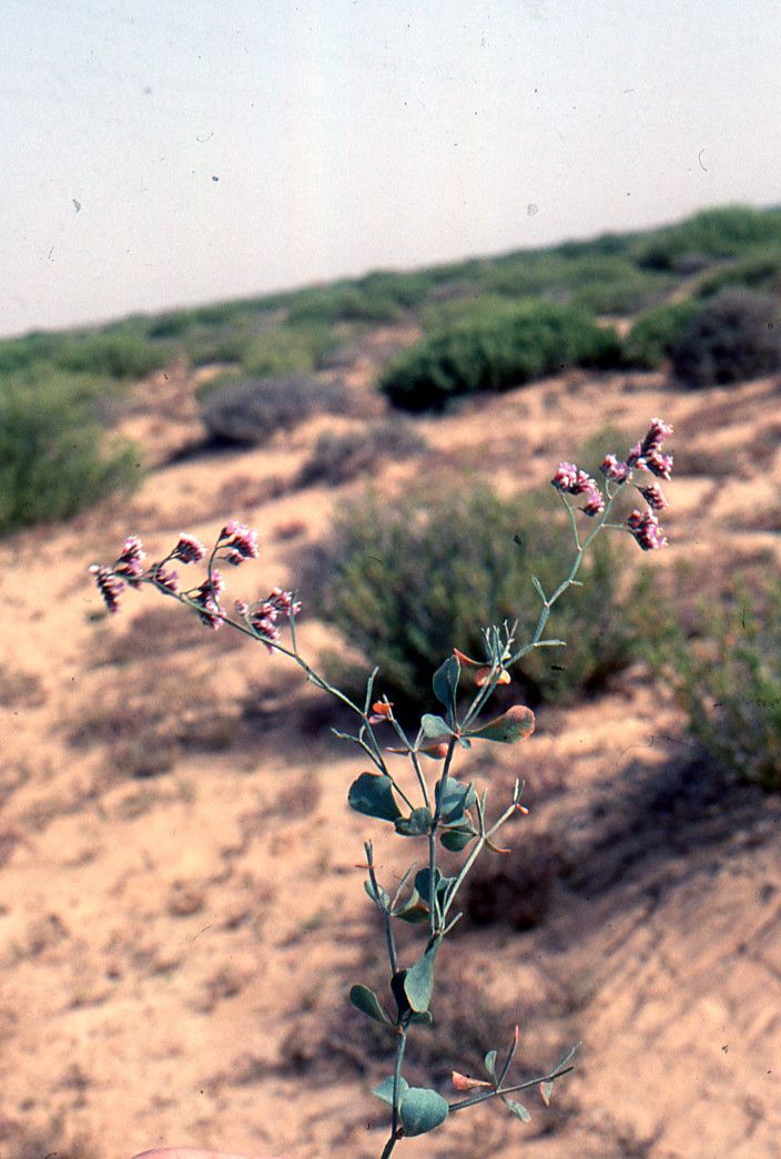 Limonium fallax habit
