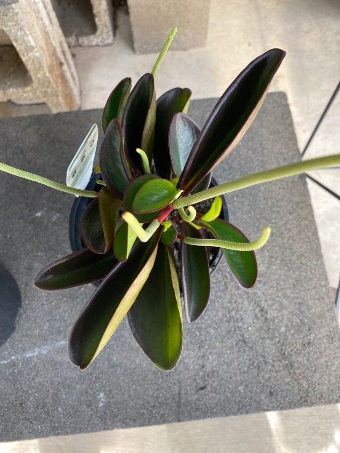 Peperomia variifolia — search result for 'Peperomia'