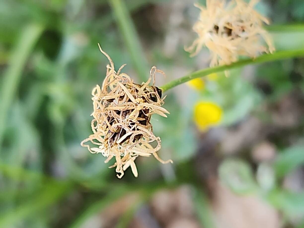 Carex stenophylla fruit