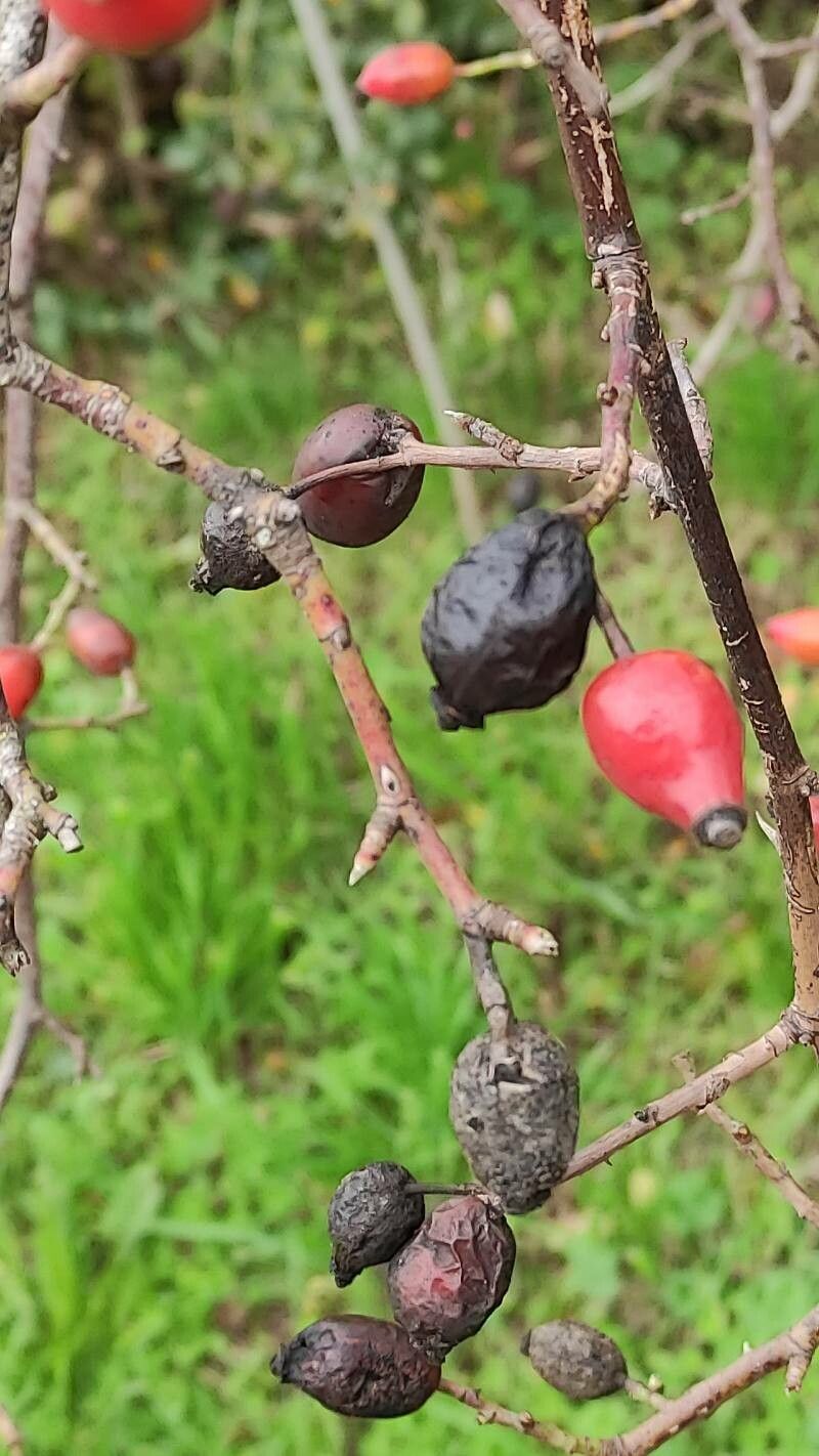 Rosa obtusifolia fruit